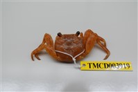 藏品(白紋方蟹)的圖片